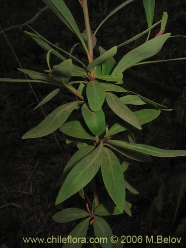 Imágen de Embothrium coccineum (Notro, ciruelillo). Haga un clic para aumentar parte de imágen.